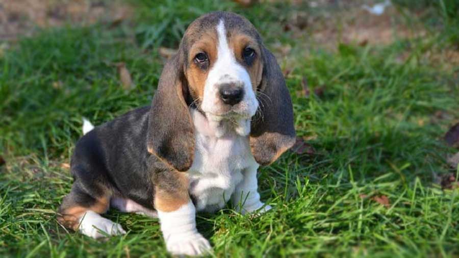 perro bebe Basset Artesien Normand