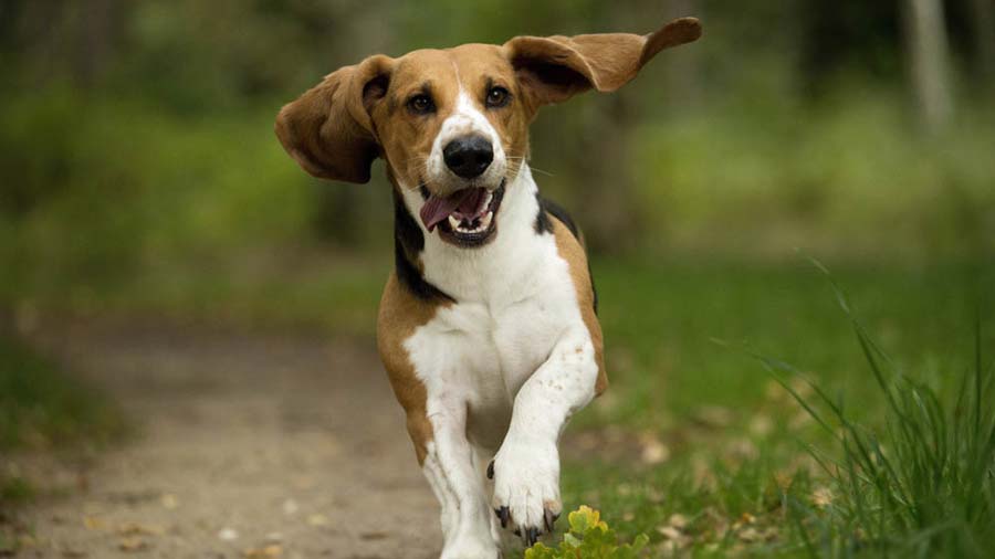 Basset Artesien Normand cachorro