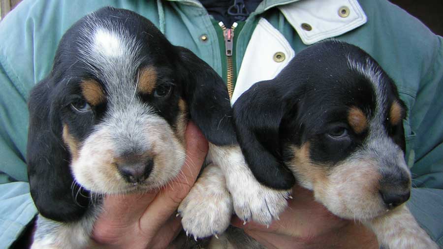 perro bebe Basset Azul de Gascuña