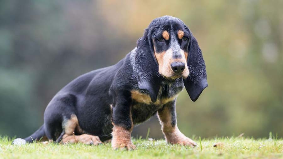 Basset Azul de Gascuña cachorro