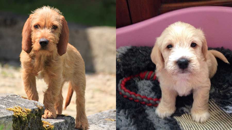 Basset Fauve de Bretagne Bebe