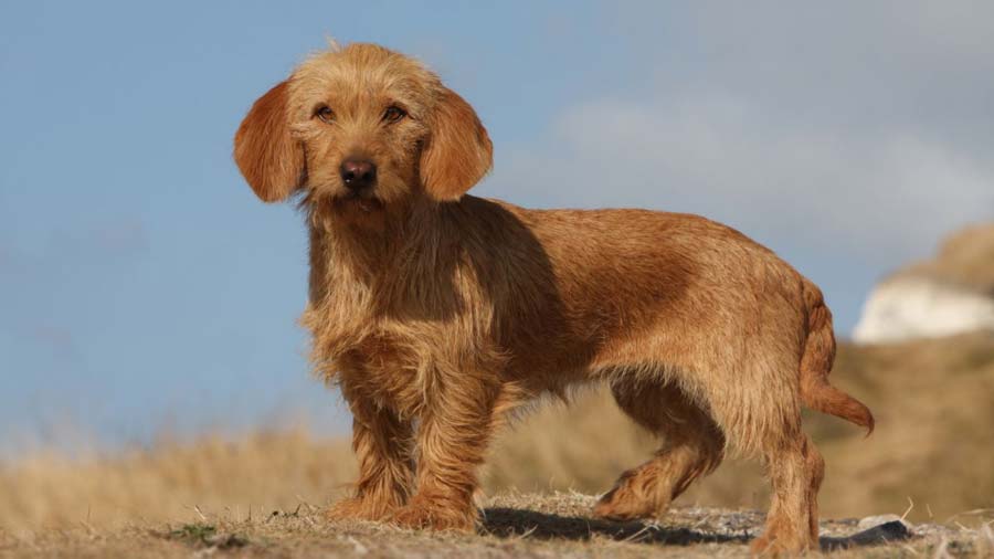 Basset Fauve de Bretagne cachorro