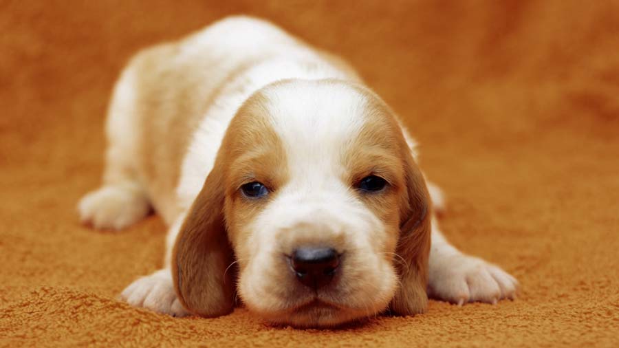 perro bebe Basset Hound