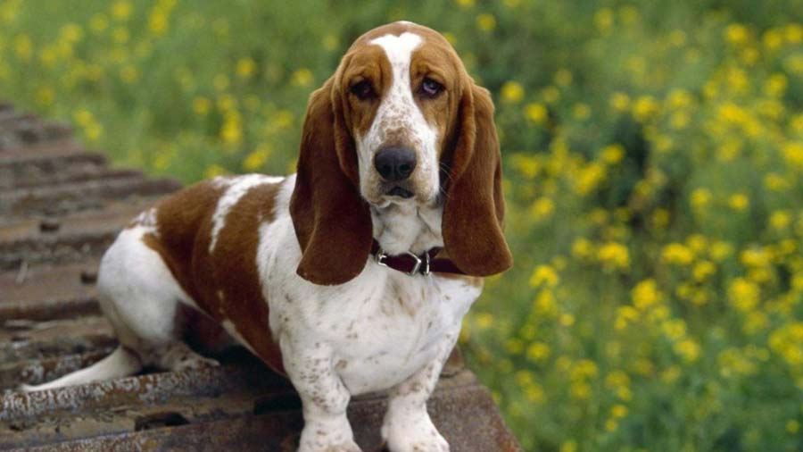 Basset Hound cachorro