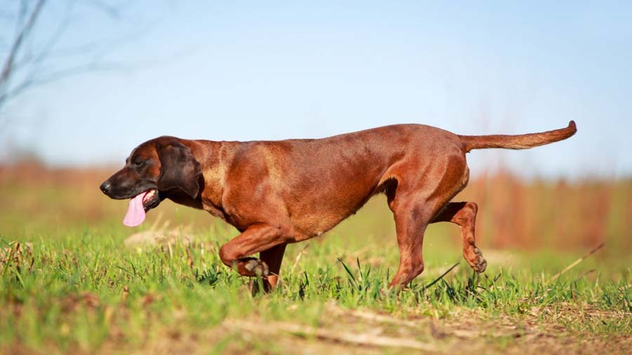 Sabueso Bárvaro de Montaña cachorro