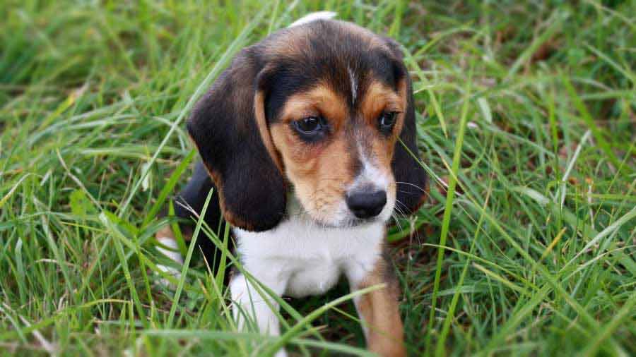 perro bebe Beagle-Harrier