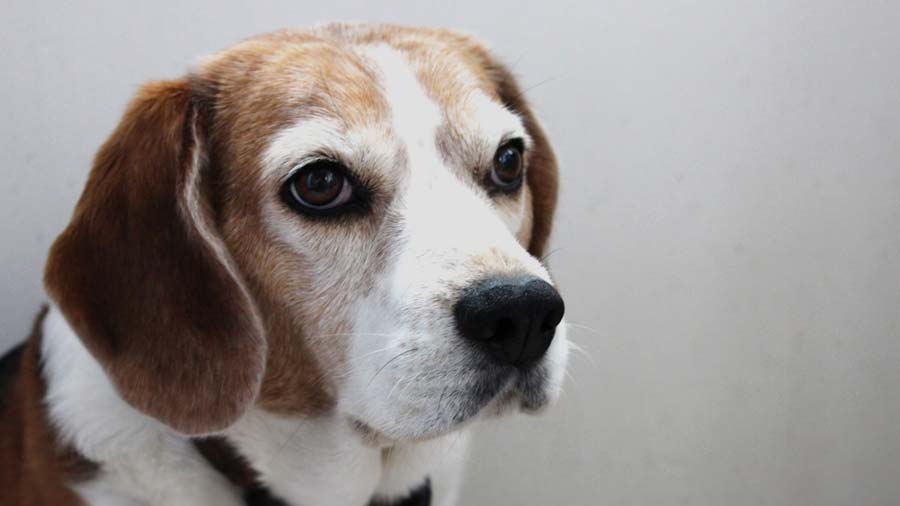 Beagle-Harrier cachorro