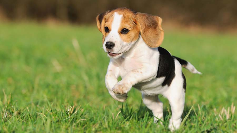 perro bebe Beagle
