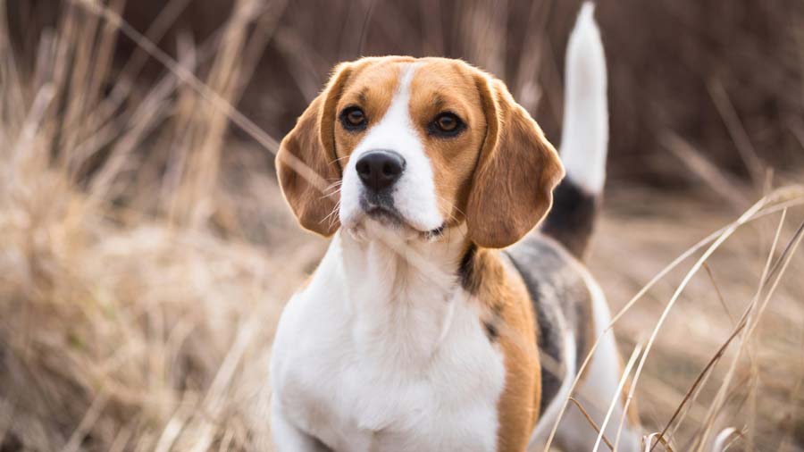 Beagle cachorro