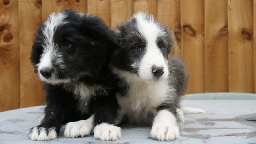 perro bebe Collie Barbudo