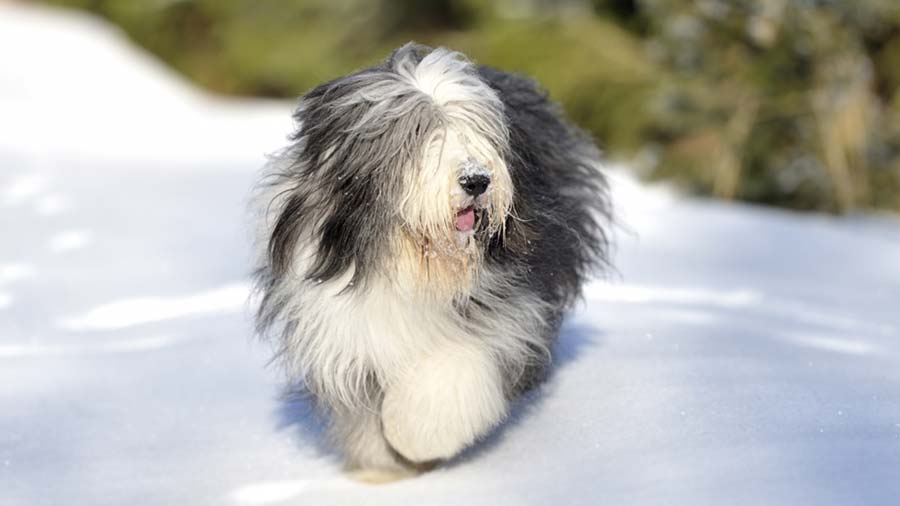 Collie Barbudo cachorro