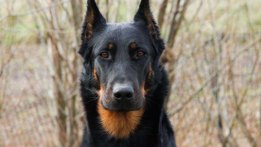 Beauceron cachorro