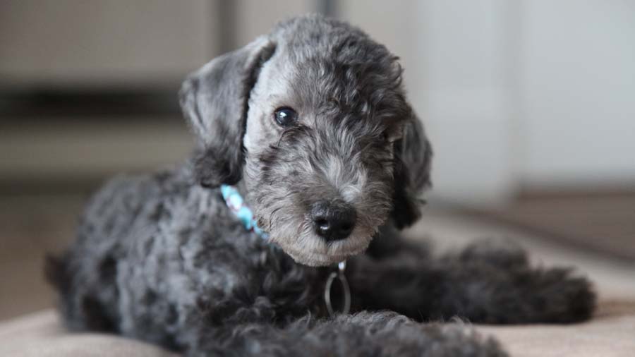 perro bebe Bedlington Terrier