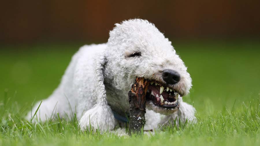 Bedlington Terrier cachorro