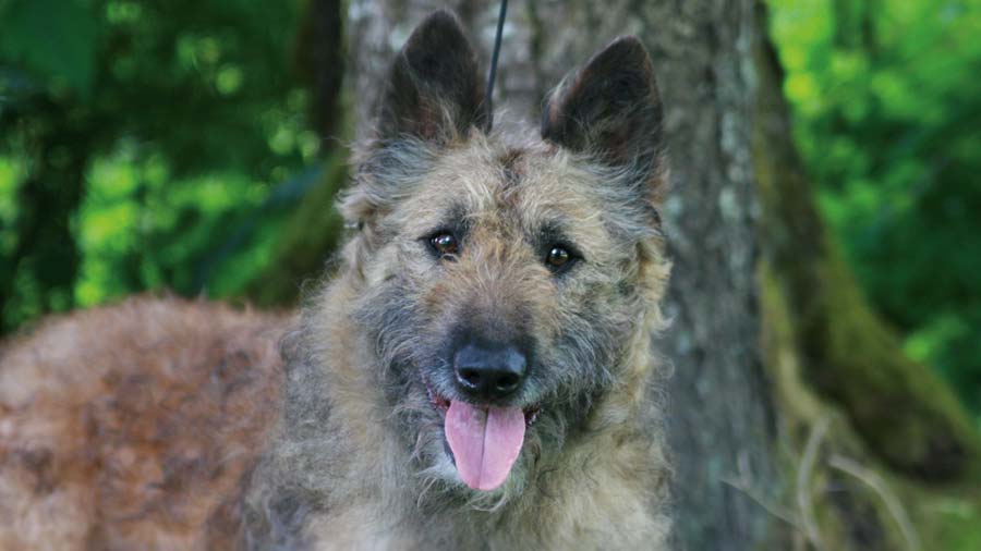 Pastor Belga Laekenois cachorro