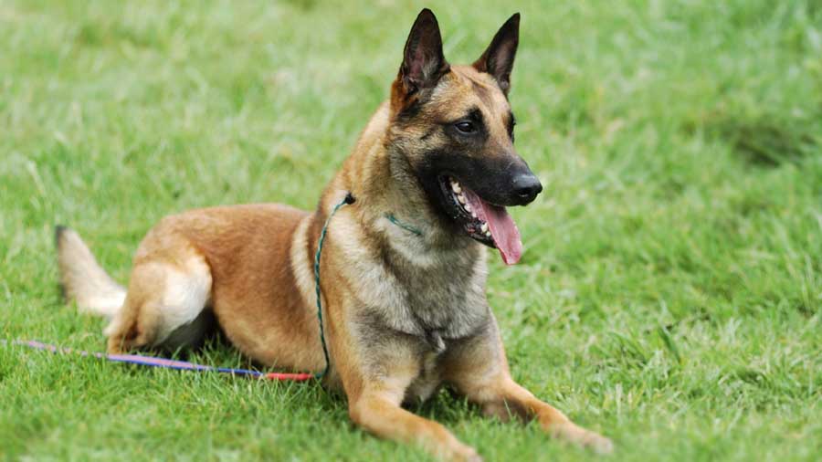 Pastor Belga Malinois cachorro