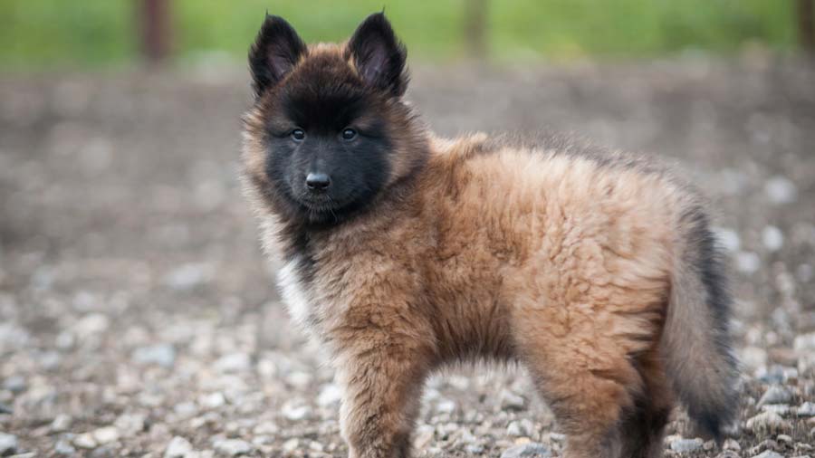 perro bebe Pastor Belga Tervuren