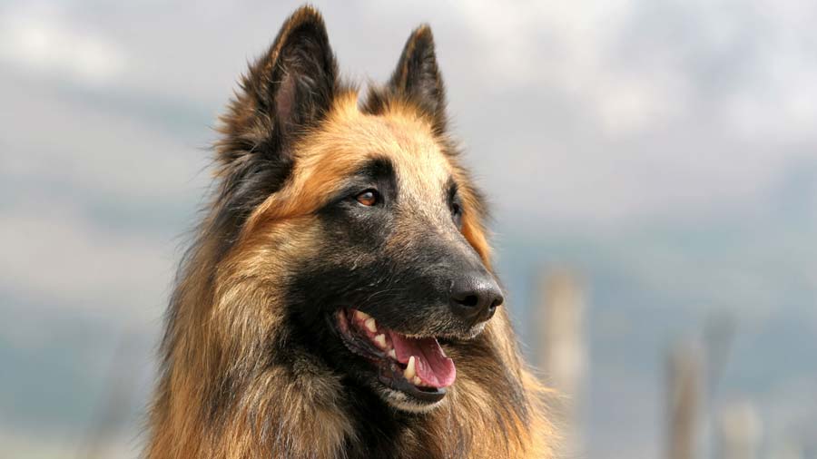 Pastor Belga Tervuren cachorro