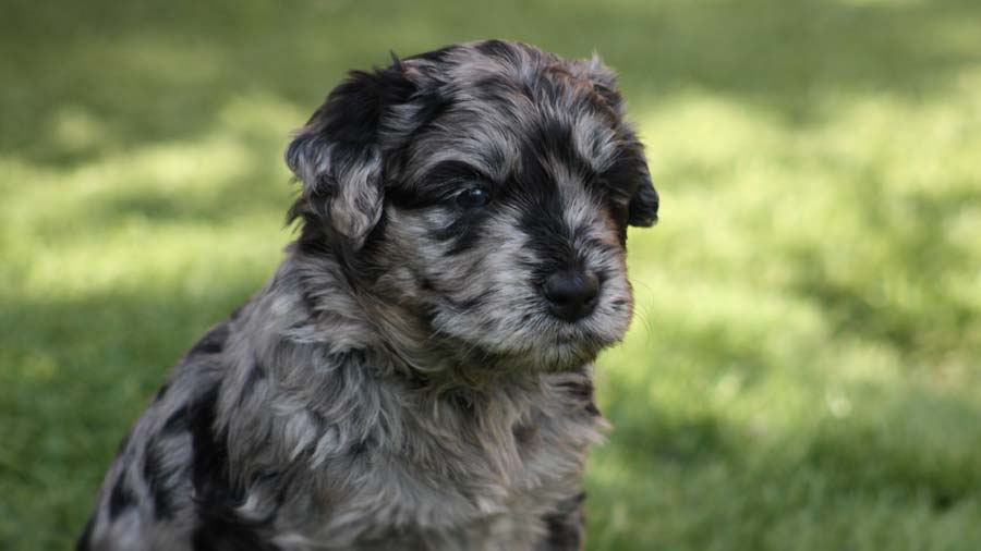 perro bebe Bergamasco