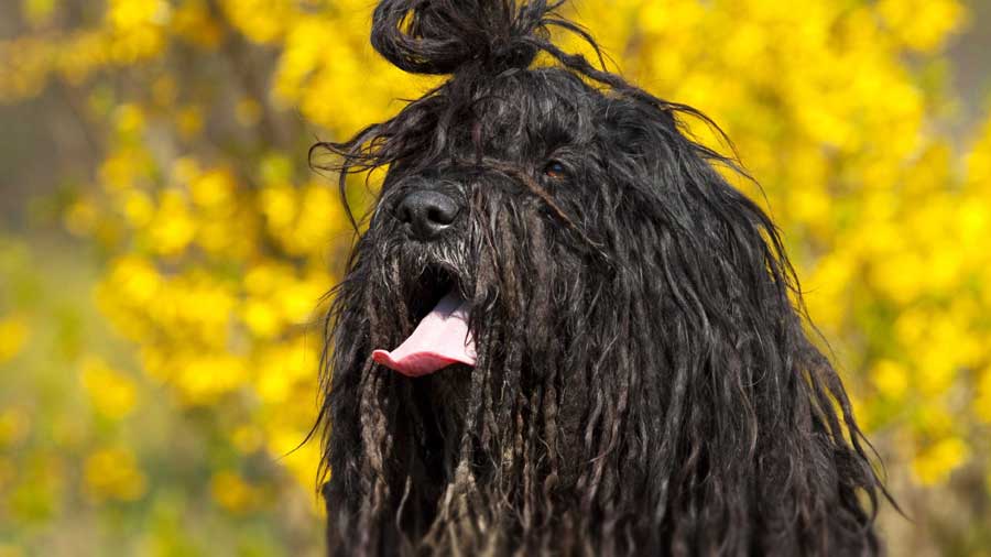 Bergamasco cachorro