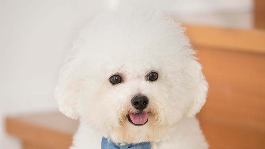 perro bebe Bichon Frise