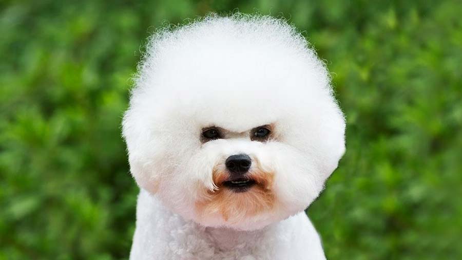 Bichon Frise cachorro