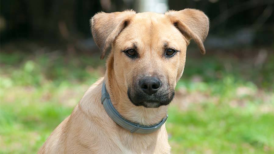 Cur de Boca Negra cachorro