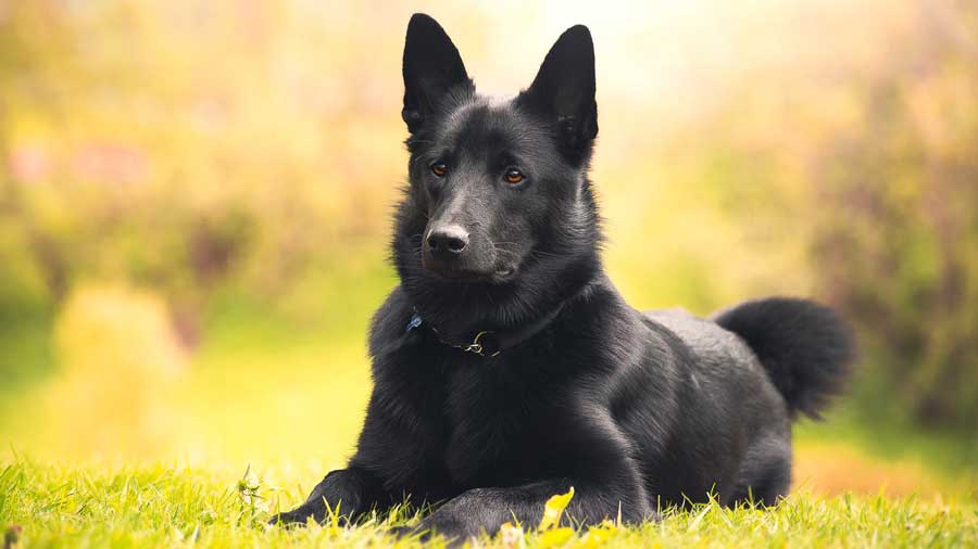 Elkhound Noruego Negro cachorro