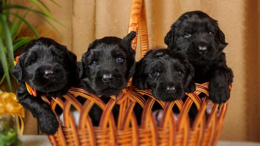 perro bebe Terrier Ruso Negro