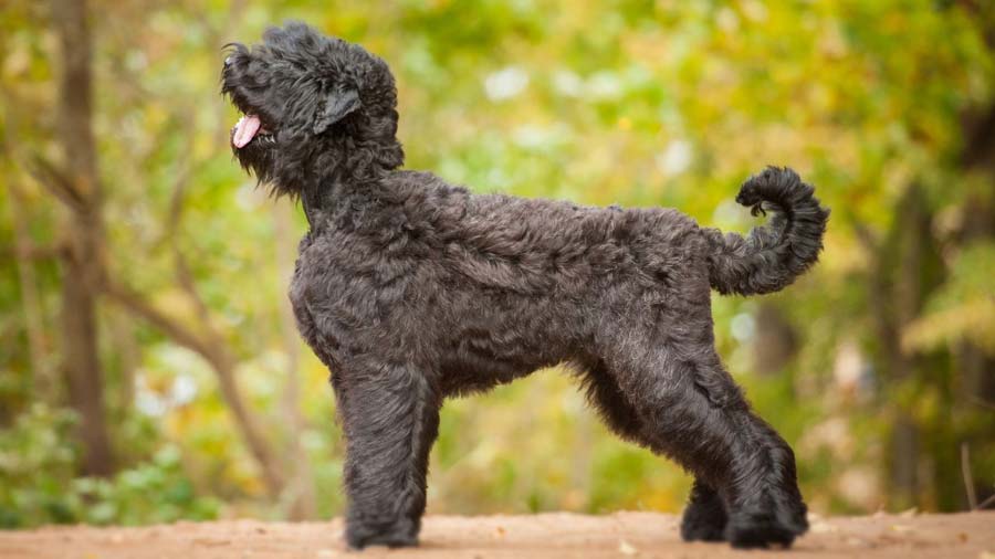 Terrier Ruso Negro cachorro