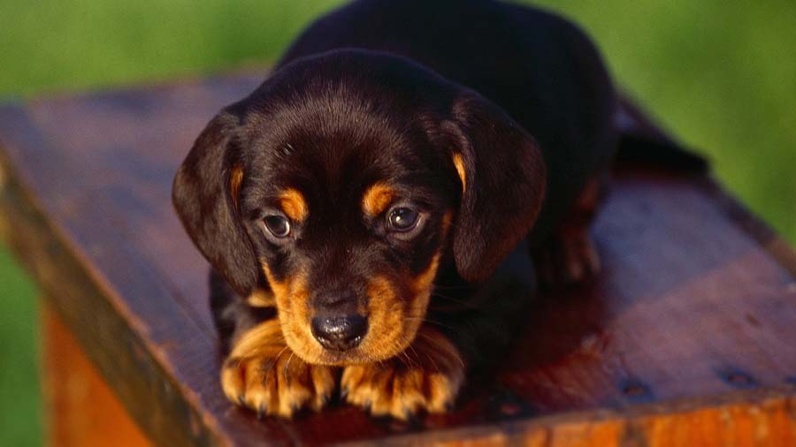 perro bebe Coonhound Negro Y Fuego