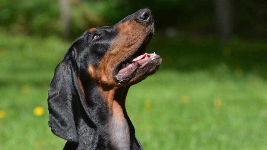 Coonhound Negro Y Fuego cachorro