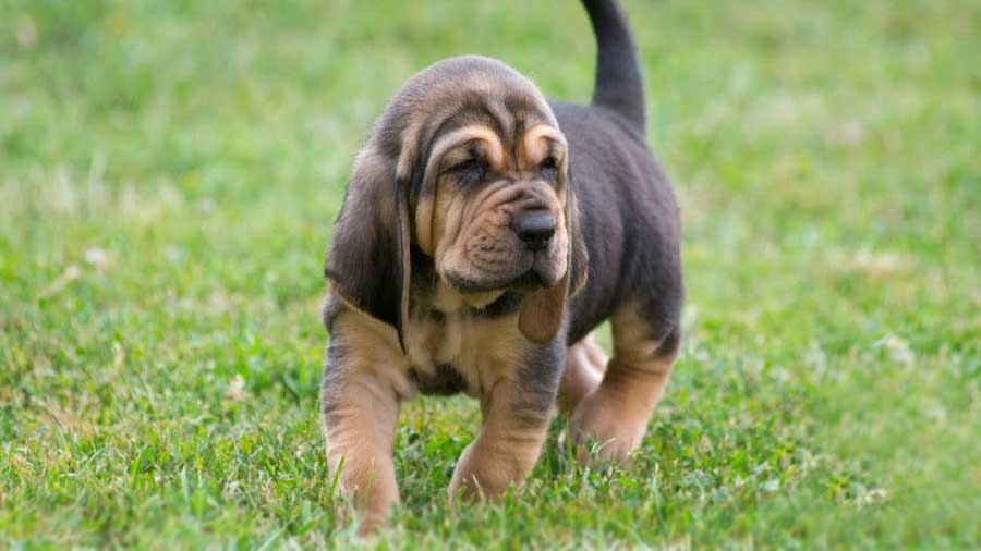 perro bebe Bloodhound