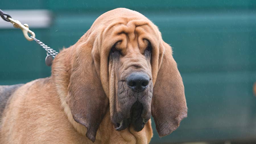 Perro de San Huberto cachorro