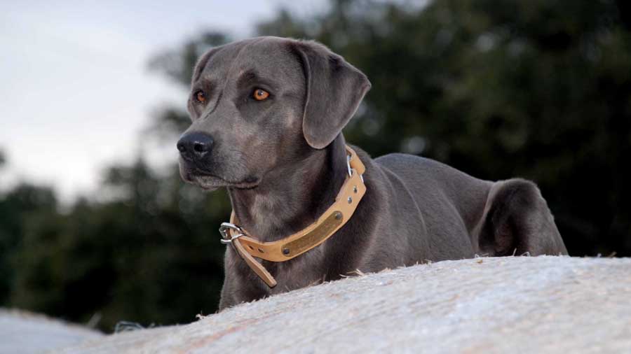 Blue Lacy cachorro