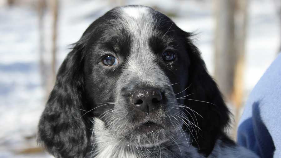 perro bebe Spaniel Azul de Picardía