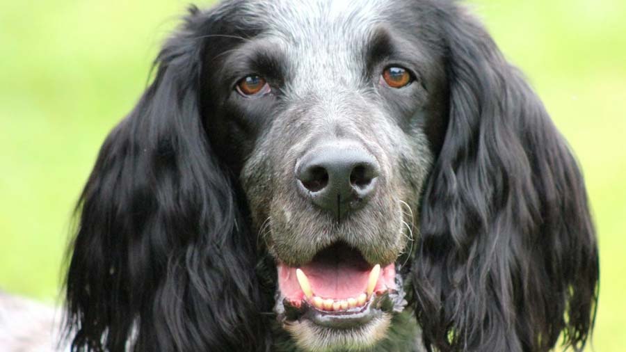 Spaniel Azul de Picardía cachorro