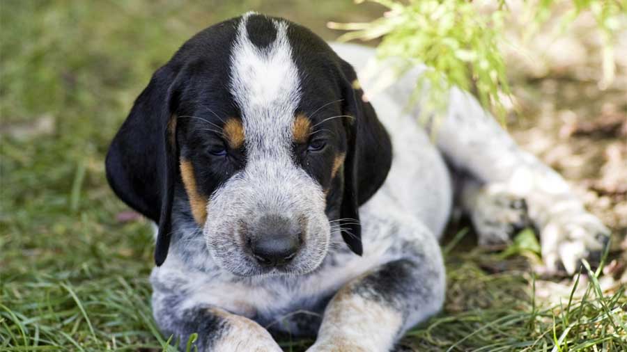 perro bebe Bluetick Coonhound