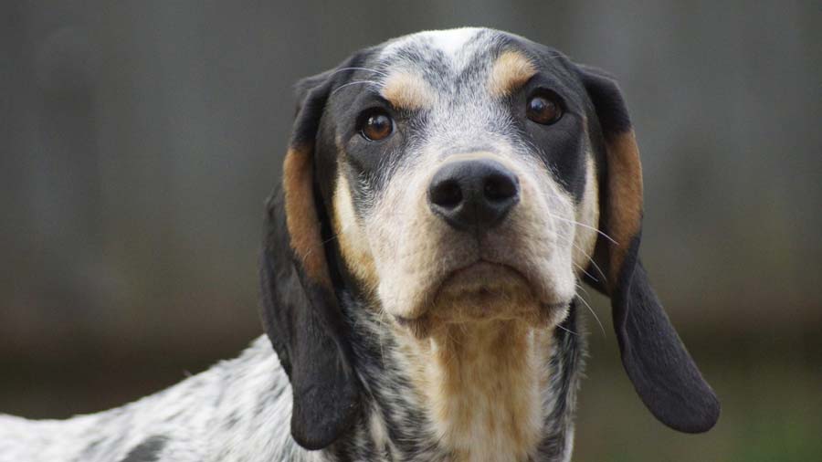 Bluetick Coonhound cachorro