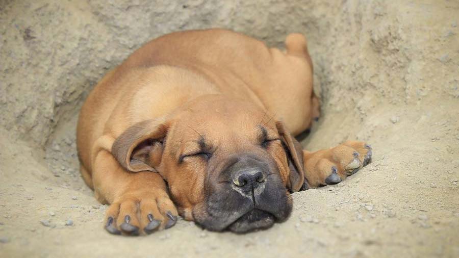 perro bebe Boerboel