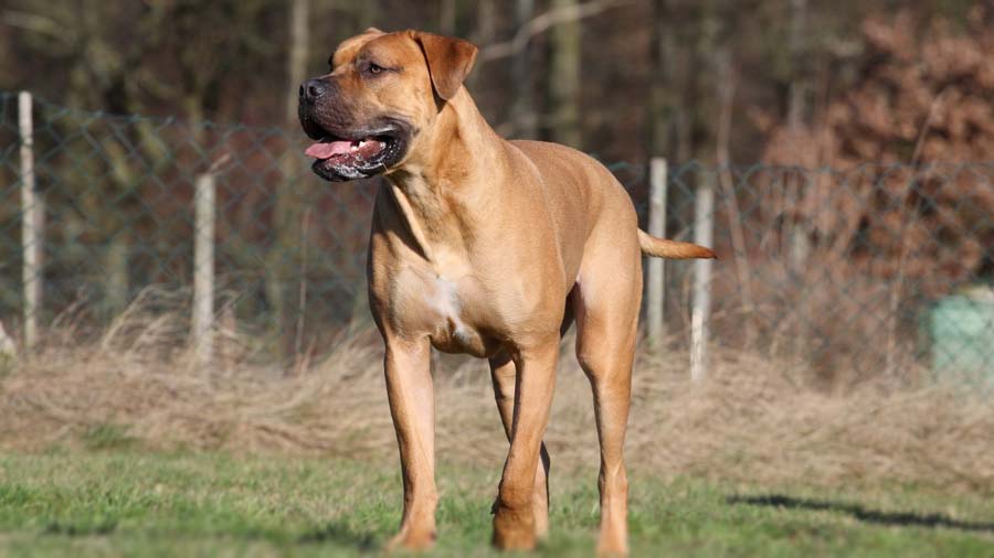 Boerboel cachorro