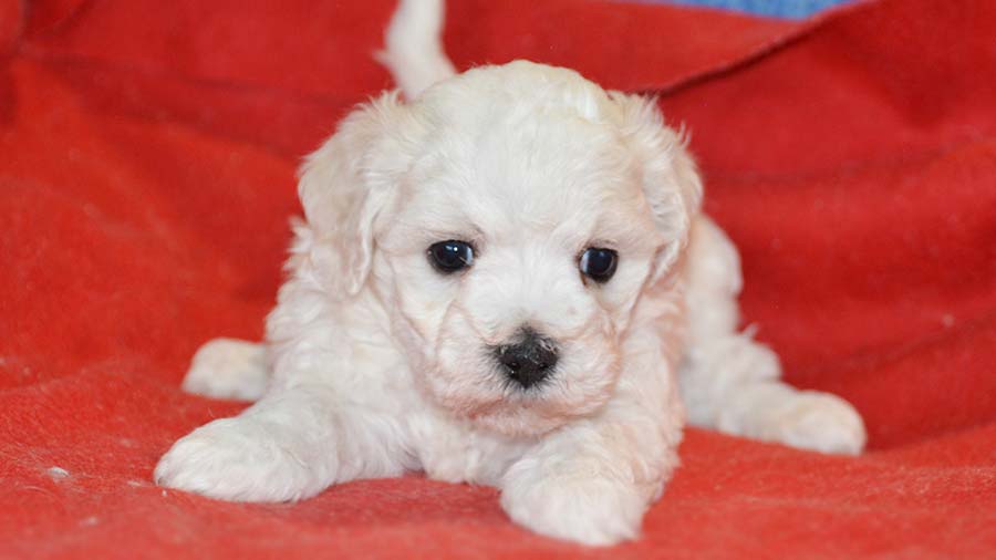 perro bebe Bichón Boloñés