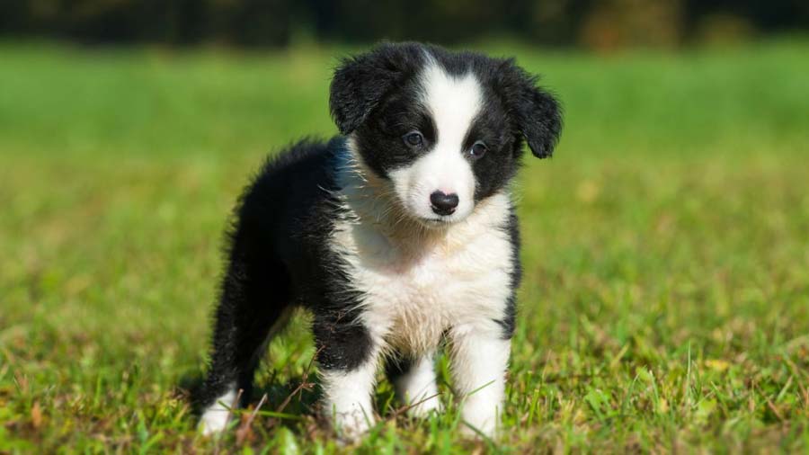 perro bebe Border Collie