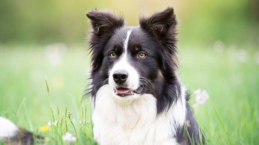 Border Collie cachorro