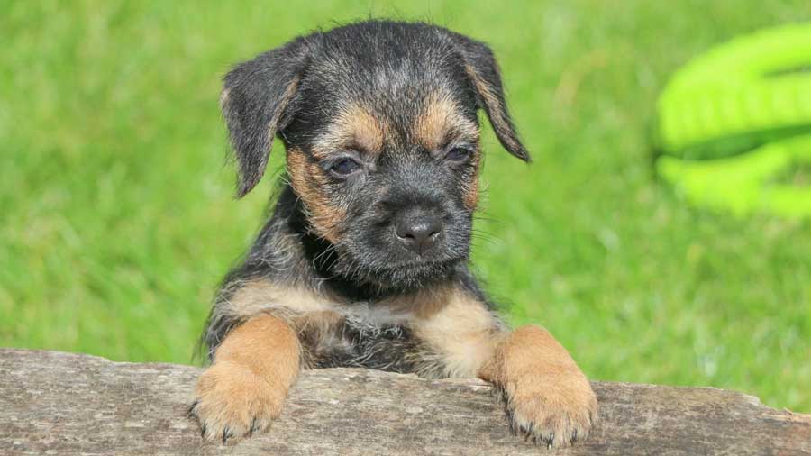 perro bebe Border Terrier