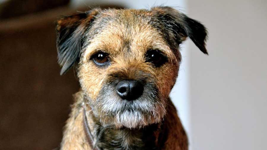 Border Terrier cachorro