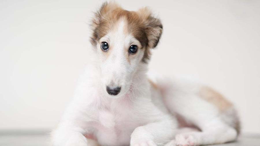 perro bebe Borzoi