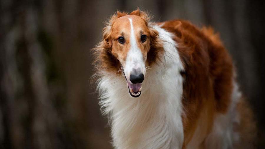 Borzoi cachorro