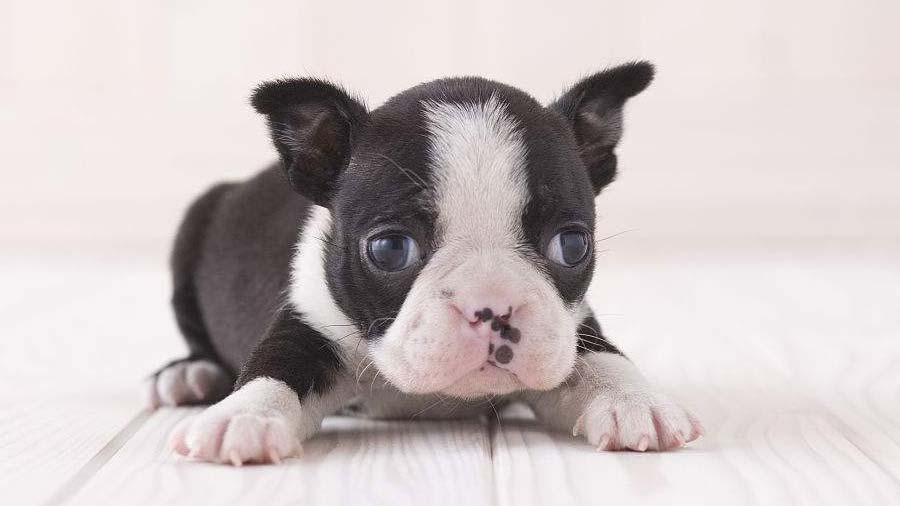 perro bebe Boston Terrier