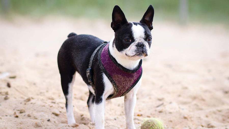 Boston Terrier cachorro